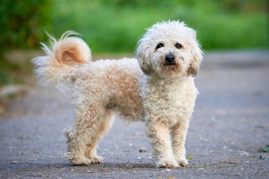 Bichon frise, güzel beyaz köpek 
