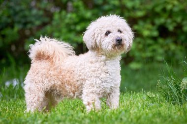 Bichon frise, güzel beyaz köpek 