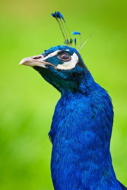 Hindistan Peafowl başını kapat (Pavo kristali)