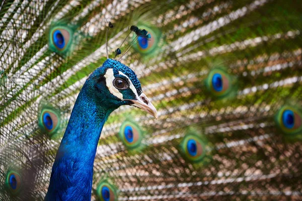 Peafowl Indio Con Tren Abierto Pavo Cristatus — Foto de Stock