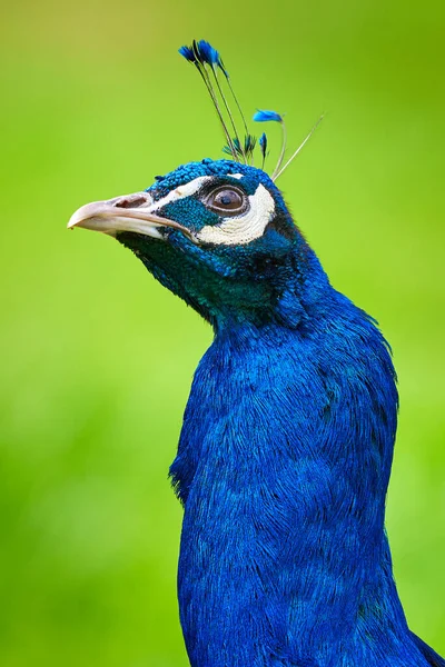 Indiai Peafowl Fej Közelkép Pavo Cristatus — Stock Fotó