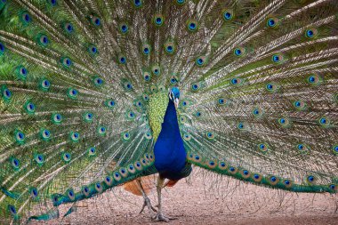 Açık trenli Hint Peafbaykuşu (Pavo Kristali)