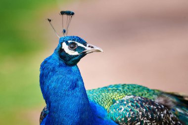 Hindistan Peafowl başını kapat (Pavo kristali)