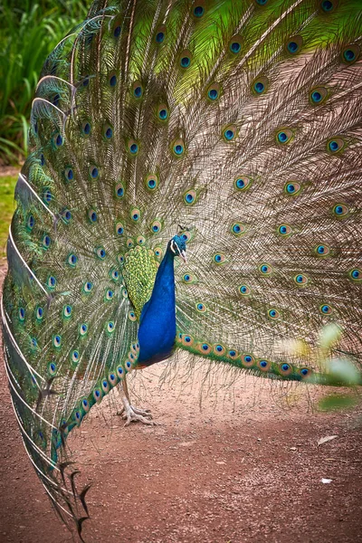 Indiai Peafowl Nyitott Vonattal Pavo Cristatus — Stock Fotó