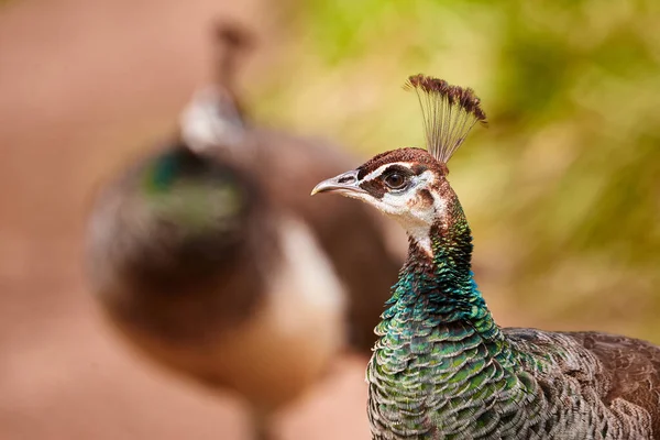 Peafowl Indio Primer Plano Peahen Pavo Cristatus — Foto de Stock