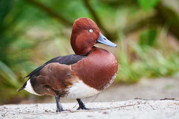 Primer Plano Macho Pato Ferruginoso Aythya Nyroca — Foto de Stock