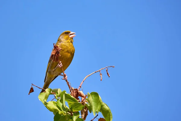 초록빛 Chloris Chloris Songbird — 스톡 사진