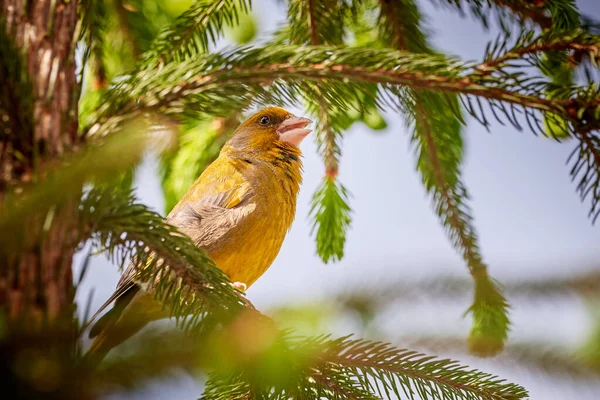 Ευρωπαϊκό Τραγούδι Greenfinch Chloris Chloris Songbird — Φωτογραφία Αρχείου