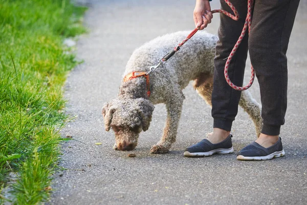 Hundpromenader Koppel Lagotto Romagnolo — Stockfoto