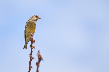 Bir dalda oturan Avrupa ispinozu (Chloris chloris), Songbird