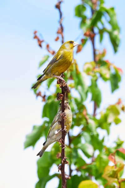 Europeisk Grönfink Hane Ovan Och Hona Kloris Chloris — Stockfoto