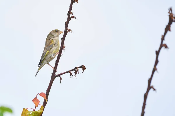 European Greenfinch Sitting Branch Χλωριούχο Χλωρίδιο Songbird — Φωτογραφία Αρχείου