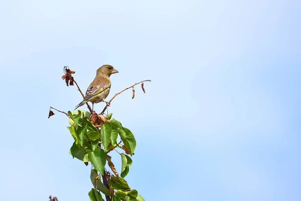 Europeisk Grönfink Som Sitter Gren Kloris Chloris Songbird — Stockfoto