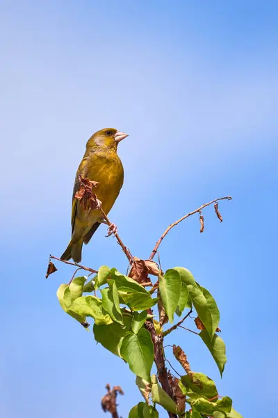 Europeisk Grönfink Som Sitter Gren Kloris Chloris Songbird — Stockfoto