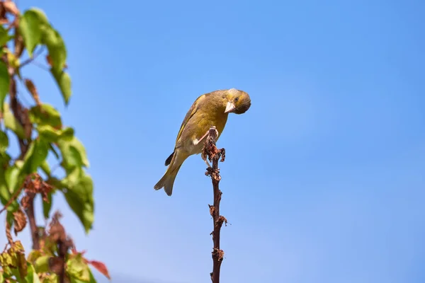 Europeisk Grönfink Som Sitter Gren Kloris Chloris Songbird — Stockfoto