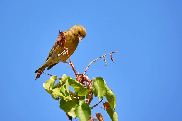 Europeisk Grönfink Som Sitter Gren Kloris Chloris Songbird — Stockfoto