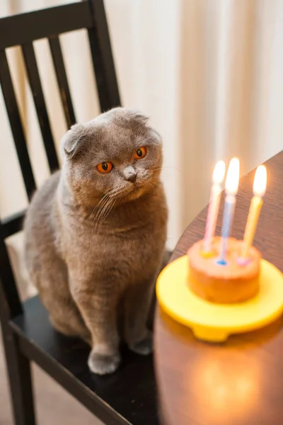 Grey Scottish Fold Cat Chair Looking His Gourmet Cake Candles — Stock Photo, Image