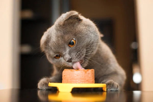 Gato Bonito Está Comendo Delicioso Pato Britânico Dobra Escocesa Fechar — Fotografia de Stock
