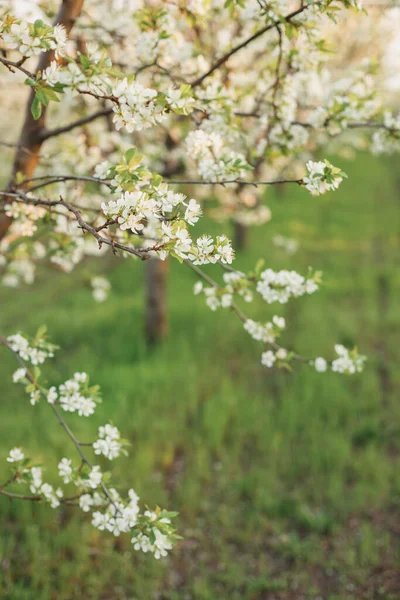 Schöne Frühlingskrabbenbäume Blühen Vor Einem Verschwommenen Friedlichen Grünen Hintergrund Vertikales — Stockfoto