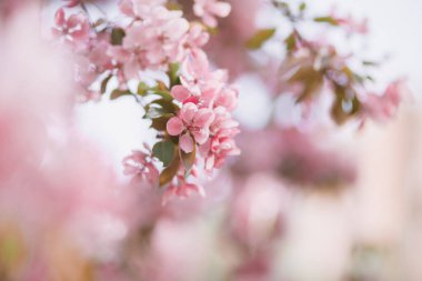 Bahar parkında çiçek açan pembe elma ağacı.