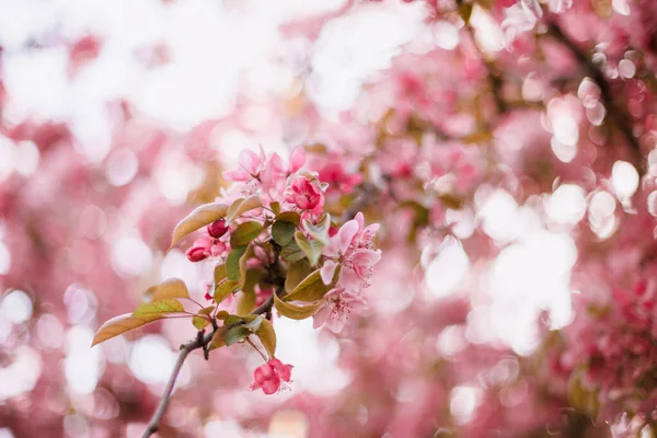 Pommier Fleuri Rose Dans Parc Printemps — Photo