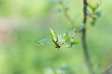 yeşil arka plan. Yeşillik. İlk yapraklar. Bahar. Ağaçlardaki yapraklar çiçek açıyor.