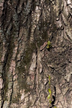 Ağaç kabuğu. Yaşlı ağaç. Ağaç kabuğu dokusu. Kavak. ahşap arkaplan