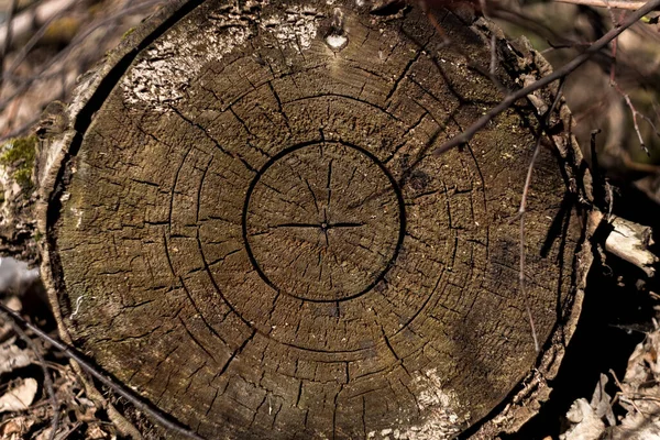 old tree cut. rings on a tree. wood background