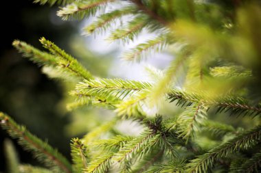 Ormandaki Noel ağacı dalları ilkbaharın başlarında kapanır.