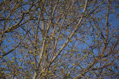 Mavi gökyüzünün arka planında kabarık tomurcukları olan ağacın tacı