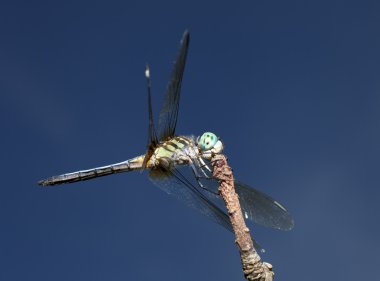 Mavi gözlü yusufçuk