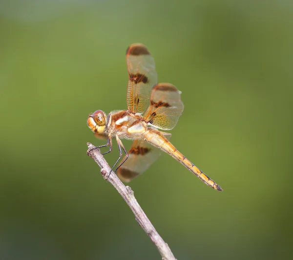 Orange dragonfly on a branch — Stock Photo, Image