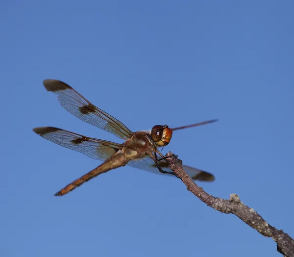 Libélula marrón en un palo — Foto de Stock