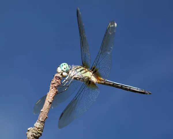 Dragonfly sitter på en pinne — Stockfoto