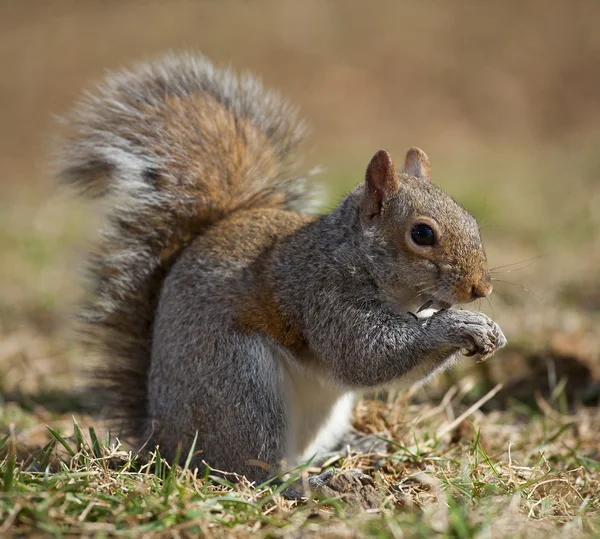 Tree squirrel eating