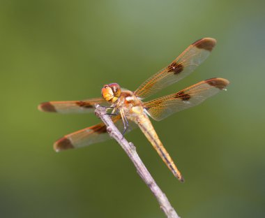 Dışarı asılı yusufçuk