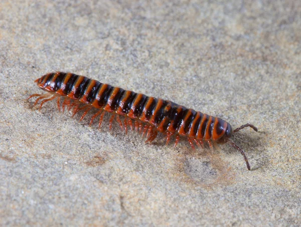 Colorful centipede on a rock — Stock Photo, Image