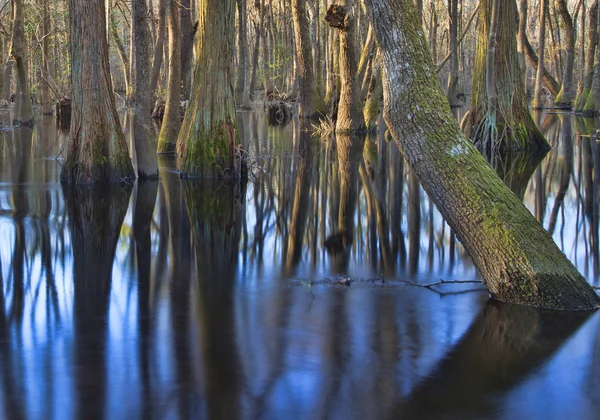 Árvores submersas perto de um rio — Fotografia de Stock