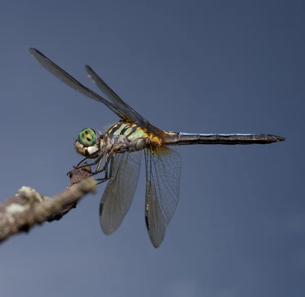 Gree dagli occhi libellula — Foto Stock