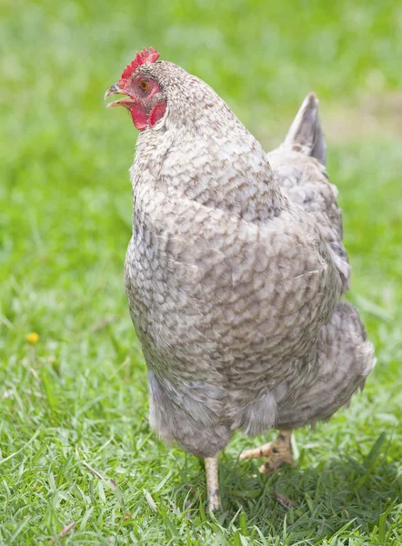 Galinha de xadrez na grama — Fotografia de Stock