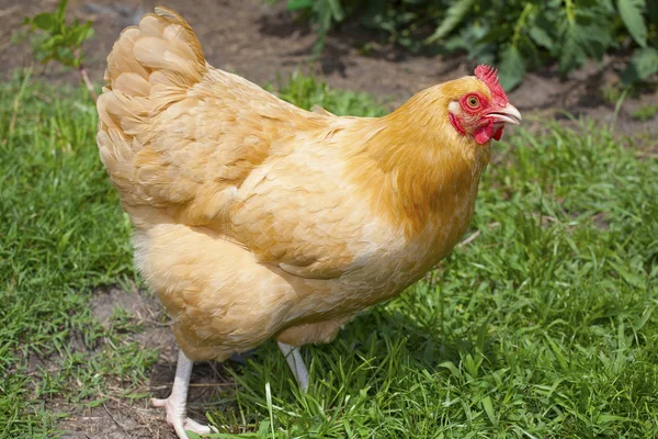 Huhn auf einem sonnigen Spaziergang — Stockfoto