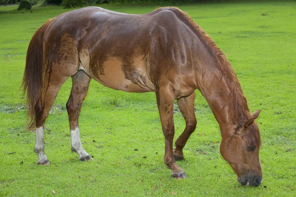 Wet horse eating — Stock Photo, Image