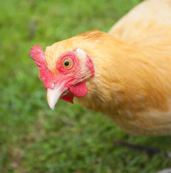 Orangefarbenes Huhn beäugt dich — Stockfoto