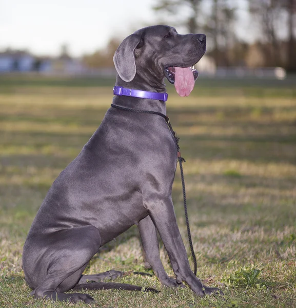 Great Dane tong uit — Stockfoto