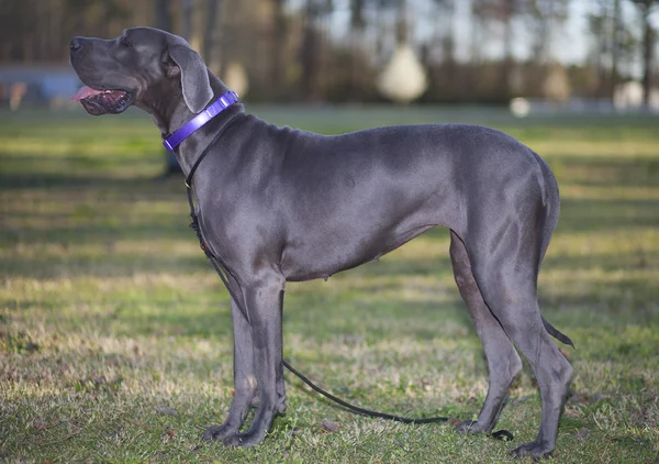 Great Dane op een veld — Stockfoto