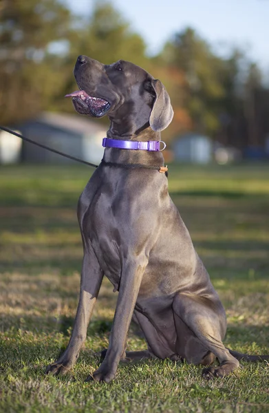 Patiënt Great Dane — Stockfoto