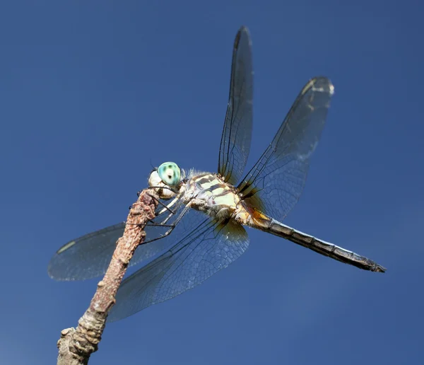 Dragonfly med blå ögon — Stockfoto