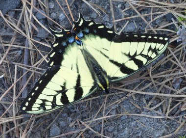 Kelebek Çam iğneleri ile indi