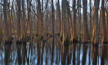 Karanlıktan önce nehir