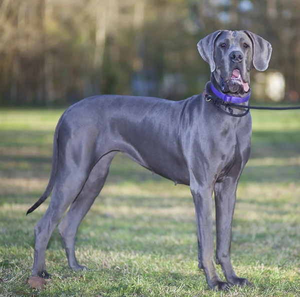 Grote Duitse Dog — Stockfoto